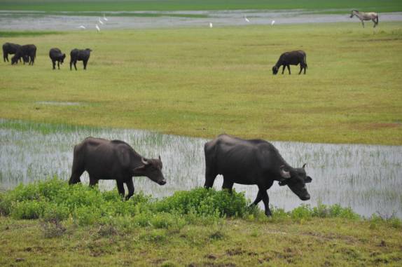 Búfalos pastam tranquilamente na região de Pinheiro, nas reentrâncias maranhenses - MA